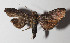  ( - 13-SRNP-79949)  @13 [ ] CreativeCommons  Attribution Non-Commercial Share-Alike (2016) Unspecified Guanacaste Dry Forest Conservation Fund