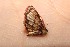  ( - 14-SRNP-30205)  @12 [ ] CreativeCommons  Attribution Non-Commercial Share-Alike (2016) Unspecified Guanacaste Dry Forest Conservation Fund