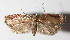  (Stenoma Janzen414 - 14-SRNP-30692)  @14 [ ] CreativeCommons  Attribution Non-Commercial Share-Alike (2016) Unspecified Guanacaste Dry Forest Conservation Fund