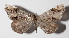  ( - 14-SRNP-30703)  @14 [ ] CreativeCommons  Attribution Non-Commercial Share-Alike (2016) Unspecified Guanacaste Dry Forest Conservation Fund