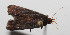  ( - 14-SRNP-30852)  @12 [ ] CreativeCommons  Attribution Non-Commercial Share-Alike (2016) Unspecified Guanacaste Dry Forest Conservation Fund