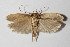  (Antaeotricha incrassata - 14-SRNP-30872)  @11 [ ] CreativeCommons  Attribution Non-Commercial Share-Alike (2016) Unspecified Guanacaste Dry Forest Conservation Fund