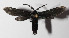  ( - 14-SRNP-3403)  @12 [ ] CreativeCommons  Attribution Non-Commercial Share-Alike (2016) Unspecified Guanacaste Dry Forest Conservation Fund
