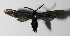  ( - 14-SRNP-3406)  @12 [ ] CreativeCommons  Attribution Non-Commercial Share-Alike (2016) Unspecified Guanacaste Dry Forest Conservation Fund