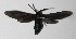  ( - 14-SRNP-3406)  @12 [ ] CreativeCommons  Attribution Non-Commercial Share-Alike (2016) Unspecified Guanacaste Dry Forest Conservation Fund