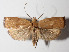  (Anadasmus quadratella - 14-SRNP-40740)  @15 [ ] CreativeCommons  Attribution Non-Commercial Share-Alike (2016) Unspecified Guanacaste Dry Forest Conservation Fund