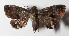  ( - 14-SRNP-4402)  @13 [ ] CreativeCommons  Attribution Non-Commercial Share-Alike (2016) Unspecified Guanacaste Dry Forest Conservation Fund