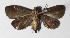  ( - 14-SRNP-4402)  @12 [ ] CreativeCommons  Attribution Non-Commercial Share-Alike (2016) Unspecified Guanacaste Dry Forest Conservation Fund