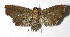  ( - 14-SRNP-46793)  @13 [ ] CreativeCommons  Attribution Non-Commercial Share-Alike (2016) Unspecified Guanacaste Dry Forest Conservation Fund