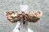  (Antaeotricha Janzen88 - 14-SRNP-46920)  @14 [ ] CreativeCommons  Attribution Non-Commercial Share-Alike (2017) Daniel H. Janzen Guanacaste Dry Forest Conservation Fund