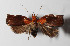  ( - 14-SRNP-5025)  @14 [ ] CreativeCommons  Attribution Non-Commercial Share-Alike (2016) Unspecified Guanacaste Dry Forest Conservation Fund