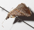  ( - 14-SRNP-55101)  @11 [ ] CreativeCommons  Attribution Non-Commercial Share-Alike (2016) Unspecified Guanacaste Dry Forest Conservation Fund