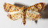  (Portentomorpha - 14-SRNP-58180)  @15 [ ] CreativeCommons  Attribution Non-Commercial Share-Alike (2016) Unspecified Guanacaste Dry Forest Conservation Fund