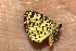  (Argyrogrammana occidentalis - 14-SRNP-70414)  @13 [ ] CreativeCommons  Attribution Non-Commercial Share-Alike (2016) Unspecified Guanacaste Dry Forest Conservation Fund