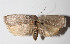  (Stenoma patensDHJ07 - 14-SRNP-70906)  @14 [ ] CreativeCommons  Attribution Non-Commercial Share-Alike (2016) Unspecified Guanacaste Dry Forest Conservation Fund