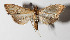  (Aponia Janzen470 - 14-SRNP-71646)  @13 [ ] CreativeCommons  Attribution Non-Commercial Share-Alike (2016) Unspecified Guanacaste Dry Forest Conservation Fund