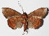  ( - 14-SRNP-71911)  @11 [ ] CreativeCommons  Attribution Non-Commercial Share-Alike (2016) Unspecified Guanacaste Dry Forest Conservation Fund