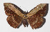  ( - 14-SRNP-71971)  @14 [ ] CreativeCommons  Attribution Non-Commercial Share-Alike (2016) Unspecified Guanacaste Dry Forest Conservation Fund