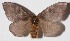  (Hylesia dalinaDHJ03 - 14-SRNP-72235)  @15 [ ] CreativeCommons  Attribution Non-Commercial Share-Alike (2016) Unspecified Guanacaste Dry Forest Conservation Fund
