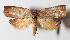  (Antaeotricha Janzen2827 - 14-SRNP-72238)  @14 [ ] CreativeCommons  Attribution Non-Commercial Share-Alike (2016) Unspecified Guanacaste Dry Forest Conservation Fund