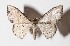  (Acratodes - 14-SRNP-72274)  @14 [ ] CreativeCommons  Attribution Non-Commercial Share-Alike (2016) Unspecified Guanacaste Dry Forest Conservation Fund