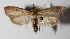  (cramBioLep01 BioLep706DHJ02 - 14-SRNP-76148)  @14 [ ] CreativeCommons  Attribution Non-Commercial Share-Alike (2016) Unspecified Guanacaste Dry Forest Conservation Fund