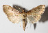  (Psara obscuralisDHJ04 - 14-SRNP-76786)  @14 [ ] CreativeCommons  Attribution Non-Commercial Share-Alike (2016) Unspecified Guanacaste Dry Forest Conservation Fund