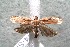  ( - 14-SRNP-77097)  @14 [ ] CreativeCommons  Attribution Non-Commercial Share-Alike (2017) Daniel H. Janzen Guanacaste Dry Forest Conservation Fund