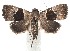  (Cobubatha hippotes - 15-SRNP-100058)  @15 [ ] CreativeCommons  Attribution Non-Commercial Share-Alike (2016) Unspecified Guanacaste Dry Forest Conservation Fund