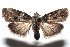  ( - 15-SRNP-100134)  @14 [ ] CreativeCommons  Attribution Non-Commercial Share-Alike (2016) Unspecified Guanacaste Dry Forest Conservation Fund
