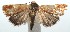  ( - 15-SRNP-100304)  @13 [ ] CreativeCommons  Attribution Non-Commercial Share-Alike (2016) Unspecified Guanacaste Dry Forest Conservation Fund