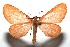  (Eubaphe lobula - 15-SRNP-100349)  @14 [ ] CreativeCommons  Attribution Non-Commercial Share-Alike (2016) Unspecified Guanacaste Dry Forest Conservation Fund