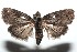  ( - 15-SRNP-100483)  @14 [ ] CreativeCommons  Attribution Non-Commercial Share-Alike (2016) Unspecified Guanacaste Dry Forest Conservation Fund