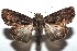  ( - 15-SRNP-100524)  @14 [ ] CreativeCommons  Attribution Non-Commercial Share-Alike (2016) Unspecified Guanacaste Dry Forest Conservation Fund