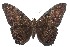  ( - 15-SRNP-100653)  @14 [ ] CreativeCommons  Attribution Non-Commercial Share-Alike (2016) Unspecified Guanacaste Dry Forest Conservation Fund