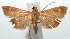  (Pyrausta decetialisDHJ04 - 15-SRNP-100724)  @14 [ ] CreativeCommons  Attribution Non-Commercial Share-Alike (2016) Unspecified Guanacaste Dry Forest Conservation Fund