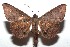  ( - 15-SRNP-100809)  @14 [ ] CreativeCommons  Attribution Non-Commercial Share-Alike (2016) Unspecified Guanacaste Dry Forest Conservation Fund