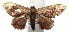 (Idaea BioLep89 - 15-SRNP-100855)  @15 [ ] CreativeCommons  Attribution Non-Commercial Share-Alike (2016) Unspecified Guanacaste Dry Forest Conservation Fund