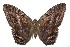  ( - 15-SRNP-100905)  @14 [ ] CreativeCommons  Attribution Non-Commercial Share-Alike (2016) Unspecified Guanacaste Dry Forest Conservation Fund