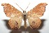  ( - 15-SRNP-100947)  @14 [ ] CreativeCommons  Attribution Non-Commercial Share-Alike (2016) Unspecified Guanacaste Dry Forest Conservation Fund