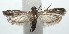  ( - 15-SRNP-101376)  @12 [ ] CreativeCommons  Attribution Non-Commercial Share-Alike (2016) Unspecified Guanacaste Dry Forest Conservation Fund