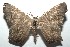  ( - 15-SRNP-101514)  @14 [ ] CreativeCommons  Attribution Non-Commercial Share-Alike (2016) Unspecified Guanacaste Dry Forest Conservation Fund