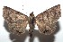  ( - 15-SRNP-101818)  @13 [ ] CreativeCommons  Attribution Non-Commercial Share-Alike (2016) Unspecified Guanacaste Dry Forest Conservation Fund
