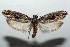  (Ethmia laphamorum - 15-SRNP-101888)  @14 [ ] CreativeCommons  Attribution Non-Commercial Share-Alike (2016) Unspecified Guanacaste Dry Forest Conservation Fund