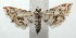  (Oxyelophila Janzen366 - 15-SRNP-101951)  @14 [ ] CreativeCommons  Attribution Non-Commercial Share-Alike (2016) Unspecified Guanacaste Dry Forest Conservation Fund