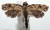  (acroBioLep01 BioLep06 - 15-SRNP-101962)  @14 [ ] CreativeCommons  Attribution Non-Commercial Share-Alike (2016) Unspecified Guanacaste Dry Forest Conservation Fund