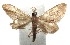  (Idaea BioLep212 - 15-SRNP-102000)  @14 [ ] CreativeCommons  Attribution Non-Commercial Share-Alike (2016) Unspecified Guanacaste Dry Forest Conservation Fund
