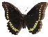  (Battus polydamasDHJ03 - 15-SRNP-11359)  @14 [ ] CreativeCommons  Attribution Non-Commercial Share-Alike (2017) Daniel H. Janzen Guanacaste Dry Forest Conservation Fund
