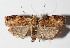  (Cerconota scolopacina - 15-SRNP-127)  @15 [ ] CreativeCommons  Attribution Non-Commercial Share-Alike (2016) Unspecified Guanacaste Dry Forest Conservation Fund