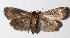  ( - 15-SRNP-1357)  @14 [ ] CreativeCommons  Attribution Non-Commercial Share-Alike (2016) Unspecified Guanacaste Dry Forest Conservation Fund